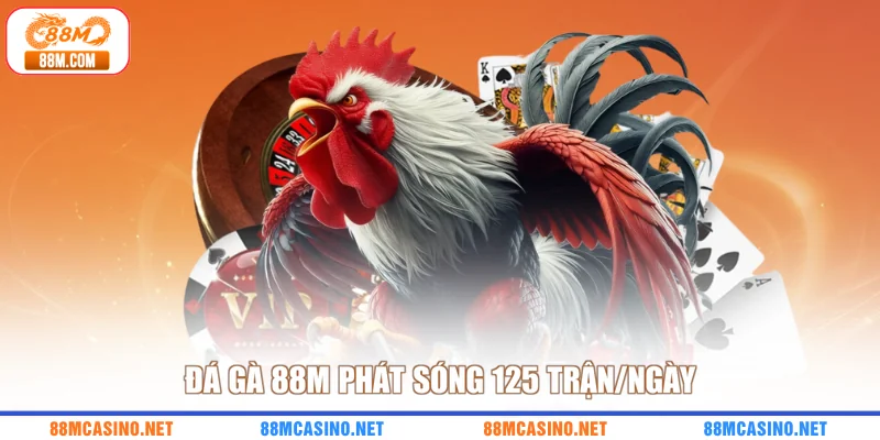Đá gà 88M phát sóng 125 trận/ngày